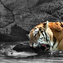 Tigre zoo Scarborough Ontario.jpg
