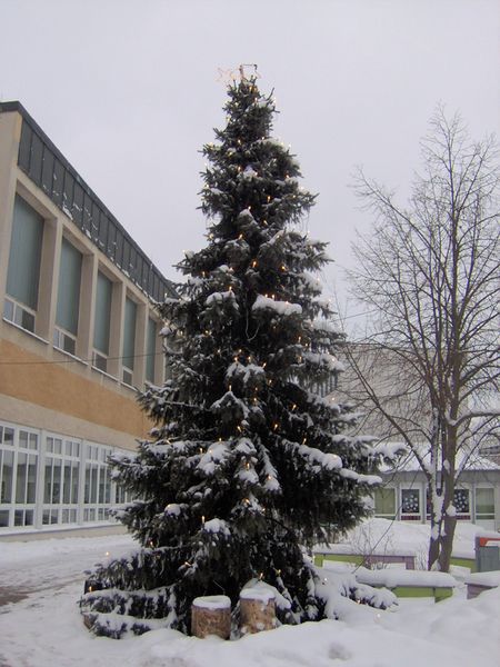 Fichier:Sapin Weihnachtsbaum Plößberg.JPG