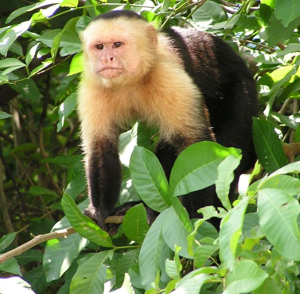 Fichier:Capuchin Costa Rica.jpg
