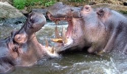 Combat d'hippopotames.jpg