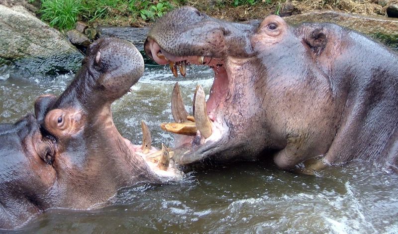 Fichier:Combat d'hippopotames.jpg