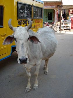 Vache sacrée en Inde.JPG