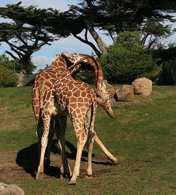 Two male Giraffe are necking in San Franzisco Zoo.jpg