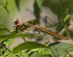The mantis which eats a Bee20080829.jpg