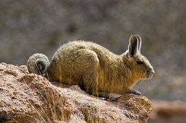 Une viscache des montagnes, en Bolivie.