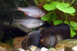 Un couple de bouvières, en train de pondre, dans un aquarium. Le mâle est au dessus, avec des nageoires rouges. La femelle est en dessous, elle a un long tube qui lui sert à pondre dans la moule. Ils sont au dessus d'une moule d'eau douce, l'anodonte, à l'intérieur de laquelle ils pondent leurs œufs. Le troisième poisson, tout en haut, appartient à une autre espèce. Les plantes aquatiques sont des lysimaques