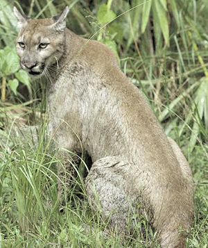 Puma de Floride