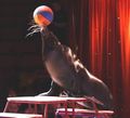 Numéro de cirque : une otarie jonglant avec un ballon.