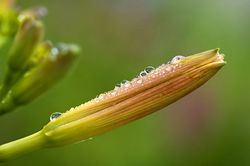 Hemerocallis-Taglilie.jpg