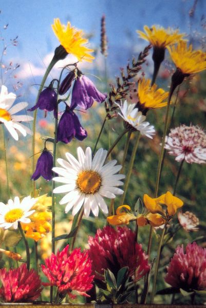 Fichier:Sommerblumen01.jpg