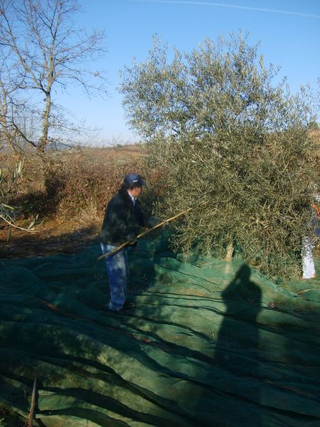 Fichier:Récoltes des olives (Portugal).JPG