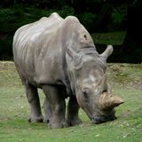 Rhinocéros au zoo de Thoiry