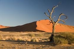 Thorn Tree Sossusvlei Namib Desert Namibia Luca Galuzzi 2004.JPG