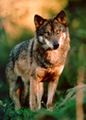 Iberian wolf.jpg
