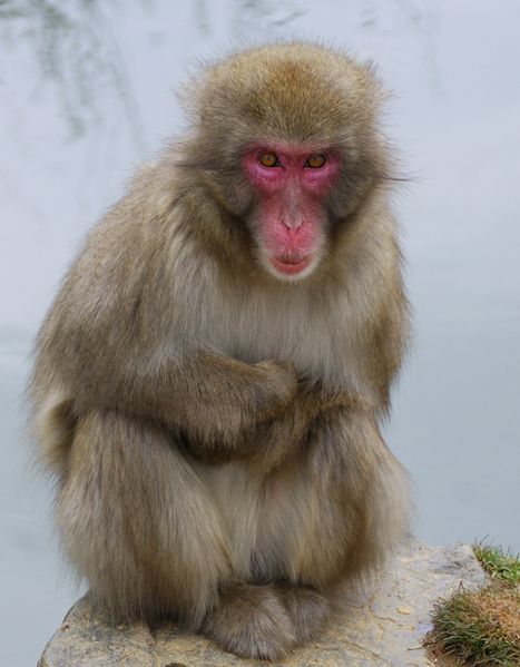 Fichier:Macaque japonais.jpg