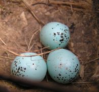 Le nid et les œufs d'une grive