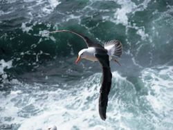 Albatros à sourcil noir.jpg