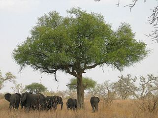 Éléphants dans le parc national de Waza (wp), dans le Nord du Cameroun.