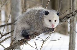 Opossum de Virginie.jpg