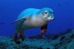 Un phoque moine de Hawaï, en plongée. Il existe très peu de photos du phoque moine des Caraïbes, mais son très proche cousin donne une idée de ce à quoi il ressemblait.