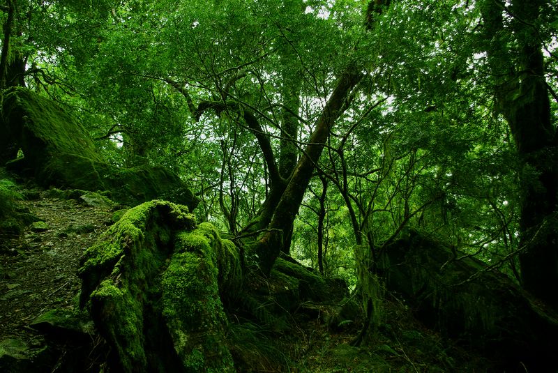 Fichier:Rainforest.jpg