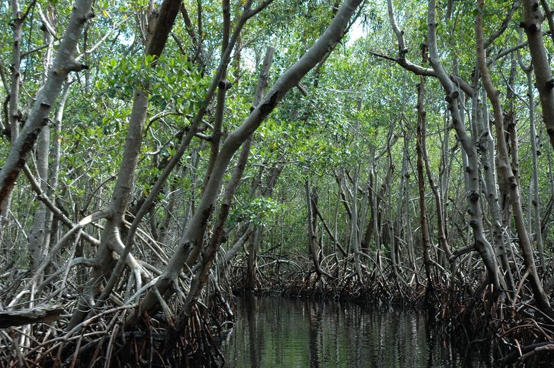 Fichier:Mangrove Everglades.JPG