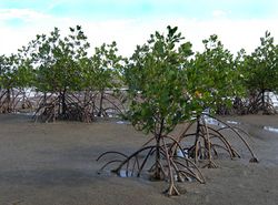 Mangrove marée.jpg