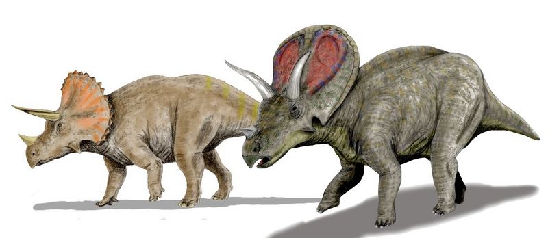 Fichier:Triceratops & Torosaurus.jpg