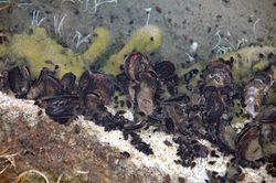Des huîtres des palétuviers, aux Bahamas