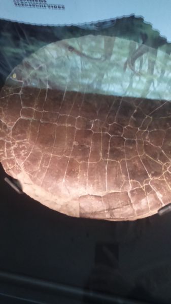 Fichier:Carapace tortue fossilisé.JPG