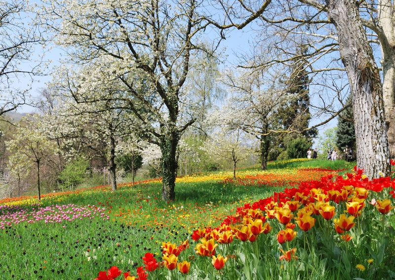 Fichier:Frühlingsallee Tulpenblüte 2010.jpg