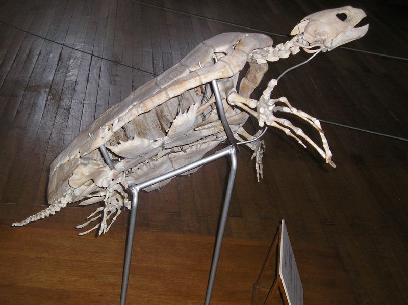 Fichier:Tortuecaouane squelette.JPG