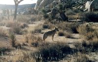 Un coyote, dans le désert Mojave