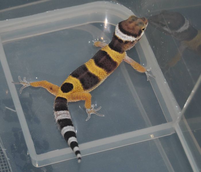 Fichier:Gecko léopard.jpg