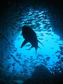 Silhouette de requin-taureau.jpg