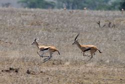 Gazella thomsonii Serengeti.jpg