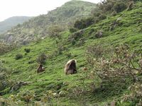 Un groupe de gélada dans son milieu naturel, sur les hauts plateaux d'Éthiopie