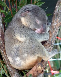 Koala endormi.jpg