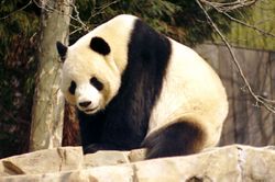 Tian Tian, panda géant du zoo de Washington, États-Unis.