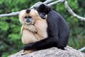 Un couple de gibbons (le mâle est noir, la femelle est beige)
