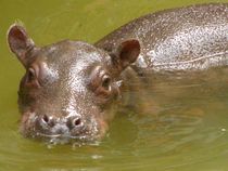 Bébé hippopotame