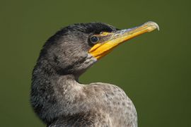Phalacrocoracidé Cette catégorie regroupe les images de cormorans.