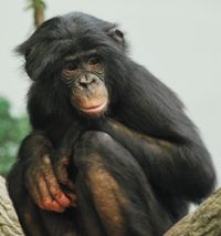 Un bonobo, au zoo de Cincinnati.