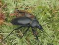 Les Coléoptères rassemblent les scarabées, hannetons, coccinelles et insectes apparentés.