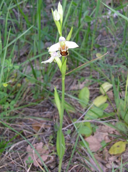 Fichier:Ophrys abeille.JPG