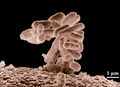 Une bactérie : le colibacille.