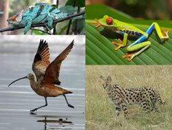 Quatre exemples de tétrapodes : le caméléon, la rainette aux yeux rouges, le courlis et le serval