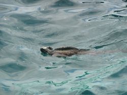 Un iguane marin, en train de nager