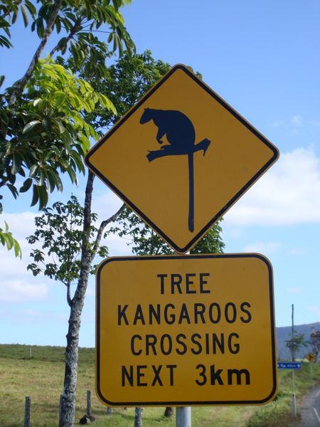 Fichier:Tree Kangaroos crossing.jpg