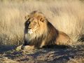 Le lion (Panthera leo)